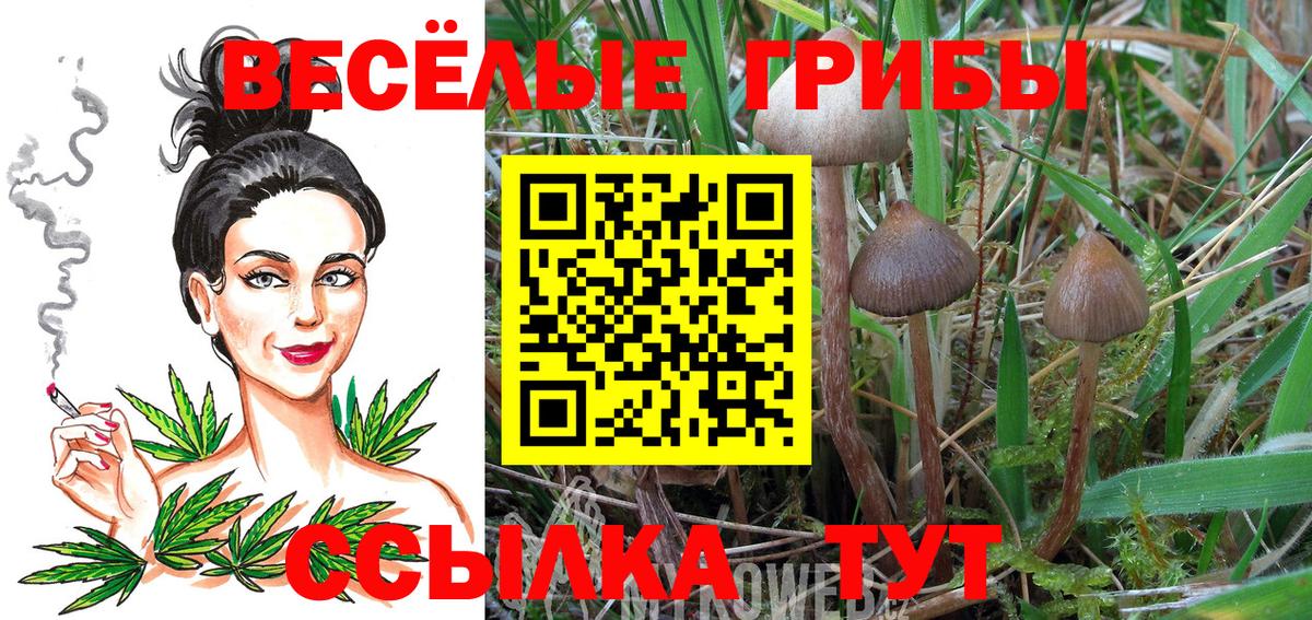 Киреевск  Псилоцибиновые грибы Psilocybine cubensis  Вход с VPN 